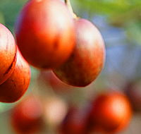 Tropical Fruit World - Holiday Adelaide