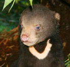 Perth Zoo - Holiday Adelaide