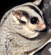 Perth Zoo - Holiday Adelaide 3