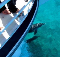 Pelican Charters - Holiday Adelaide