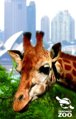 Taronga Zoo - Holiday Adelaide 3