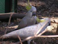 Wirrimbirra Sanctuary - Holiday Adelaide 1