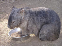 Wirrimbirra Sanctuary - Holiday Adelaide 2