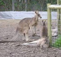 Jirrahlinga Koala  Wildlife Sanctuary - Holiday Adelaide