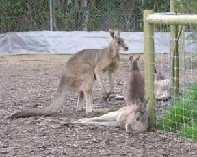 Jirrahlinga Koala & Wildlife Sanctuary - Holiday Adelaide 0