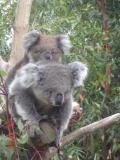 Jirrahlinga Koala & Wildlife Sanctuary - Holiday Adelaide 1