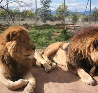 Mansfield Zoo - Holiday Adelaide