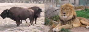 Mansfield Zoo - Holiday Adelaide 3