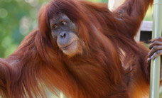 Melbourne Zoo - Holiday Adelaide 1