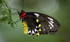 Melbourne Zoo - Holiday Adelaide 2