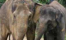 Melbourne Zoo - Holiday Adelaide 3