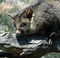 Moonlit Sanctuary Wildlife Conservation Park - Holiday Adelaide