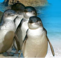 Phillip Island Penguin Parade - Holiday Adelaide