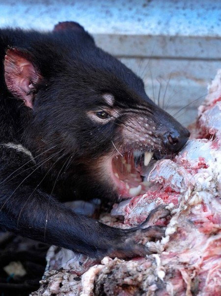 Peel Zoo - Holiday Adelaide 2