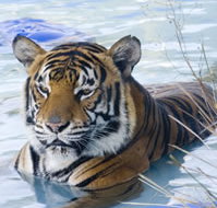 Zoo Doo Wildlife Park - Holiday Adelaide