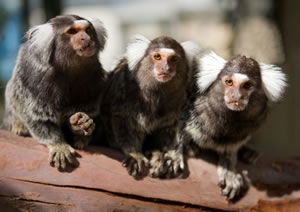 Zoo Doo Wildlife Park - Holiday Adelaide 1