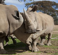 Monarto Zoo - Holiday Adelaide