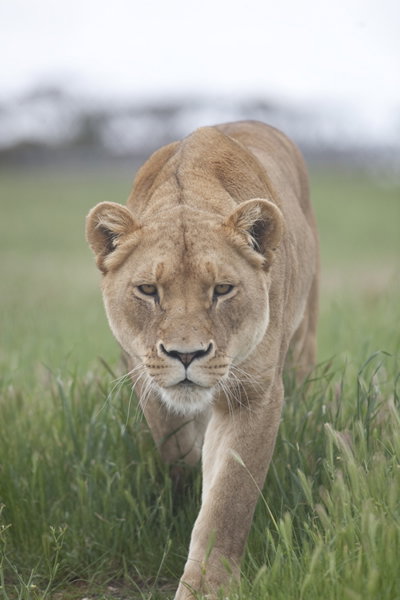 Monarto Zoo - Holiday Adelaide 2