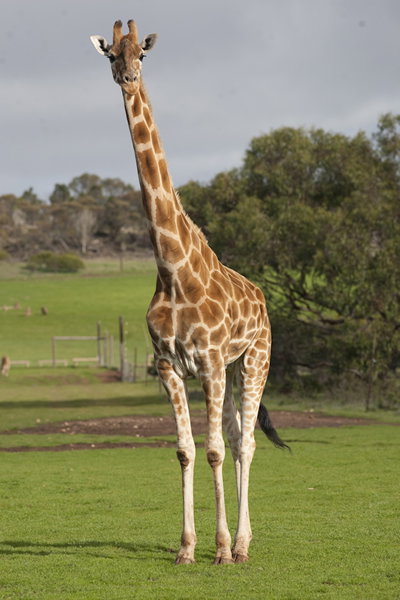 Monarto Zoo - Holiday Adelaide 3