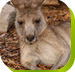 Calmsley Hill City Farm - Holiday Adelaide