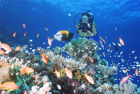 Drop Zone Dive Site - Holiday Adelaide 0