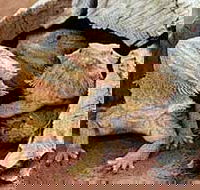 Alice Springs Reptile Centre - Holiday Adelaide