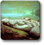 Kakadu National Park - Holiday Adelaide 1