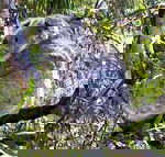 Koala Conservation Centre - Holiday Adelaide