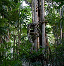 Rainforest Skywalk - Holiday Adelaide 3