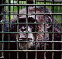 Rockhampton Zoo - Holiday Adelaide