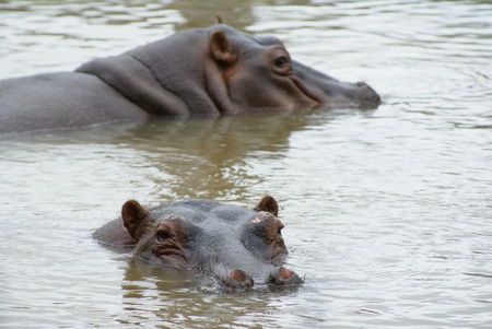 Cairns Wildlife Safari Reserve - Holiday Adelaide 2