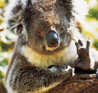 Gorge Wildlife Park - Holiday Adelaide