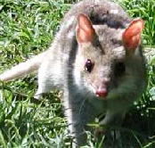 Urimbirra Wildlife Park - Holiday Adelaide