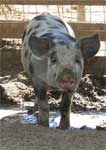 Wagga Wagga Zoo - Holiday Adelaide 0