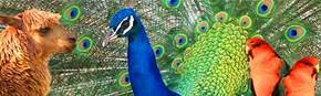 Wagga Wagga Zoo - Holiday Adelaide 1
