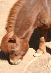 Wagga Wagga Zoo - Holiday Adelaide 3