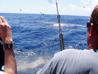 Downunder Charters - Holiday Adelaide 3