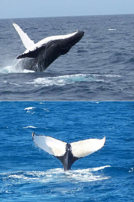 Mills Charters Fishing And Whale Watch Cruises - Holiday Adelaide 3