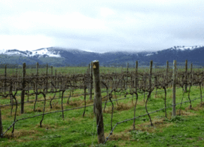 Kinloch Wines - Holiday Adelaide