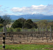 Buller View Wines - Holiday Adelaide