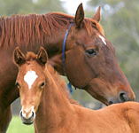 Blue Gum Farm - Holiday Adelaide