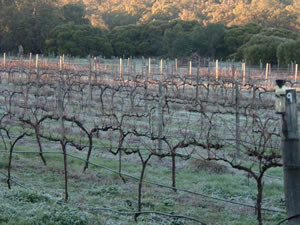 Lion Mill Vineyards - Holiday Adelaide 1