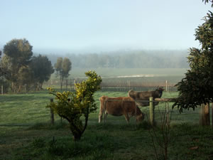 Lion Mill Vineyards - Holiday Adelaide 2