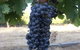 Lion Mill Vineyards - thumb 3