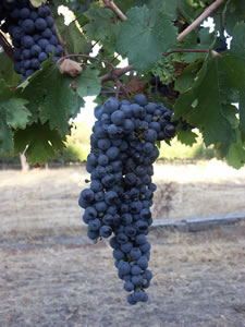 Lion Mill Vineyards - Holiday Adelaide 3