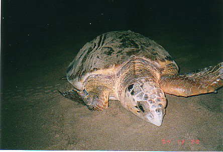 Footprints Adventures - Holiday Adelaide 0