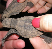 Footprints Adventures - Holiday Adelaide 1