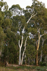 Heysen - The Cedars - Holiday Adelaide 2