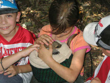 Koala Park Sanctuary - Holiday Adelaide 3