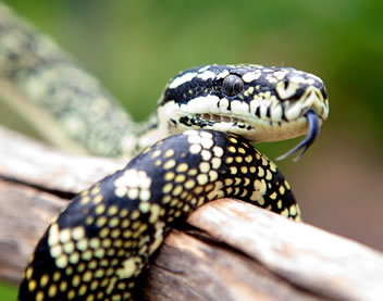 Reptile Encounters - Holiday Adelaide 0